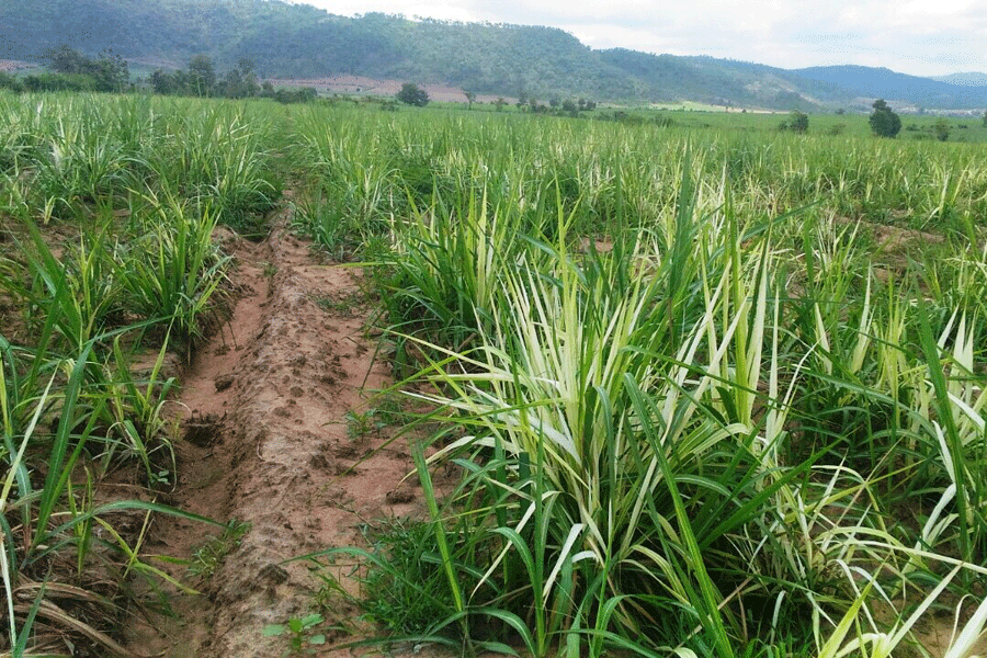 Ruộng mía 16 ha bị trắng lá của bà Tình (xã Chư Răng) trước khi bị phá bỏ, tiêu hủy hoàn toàn. Ảnh: Đ.P