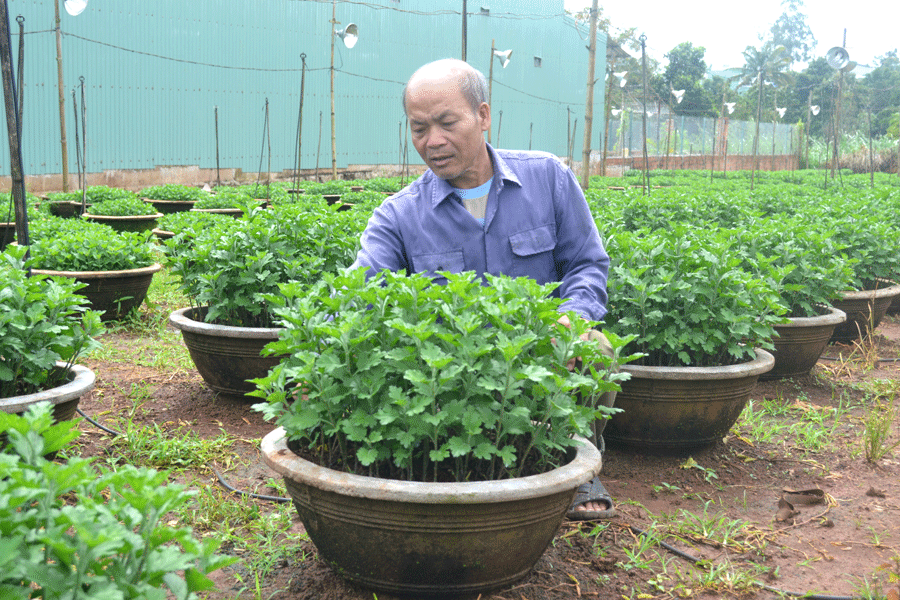 Ông Hòa đang chăm sóc cho những chậu cúc pha lê chơi Tết. Ảnh: L.H Ông Hòa đang chăm sóc cho những chậu cúc pha lê chơi Tết. Ảnh: L.H