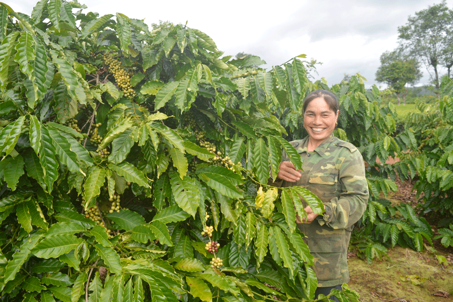 Chị Phạm Thị Hải bên vườn cà phê của gia đình. Ảnh: Đ.Y Chị Phạm Thị Hải bên vườn cà phê của gia đình. Ảnh: Đ.Y