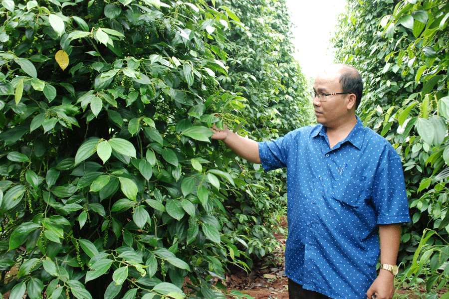 Anh Võ Ngọc Giàu bên vườn hồ tiêu lai của mình. Ảnh: H.Đ.T Anh Võ Ngọc Giàu bên vườn hồ tiêu lai của mình. Ảnh: H.Đ.T