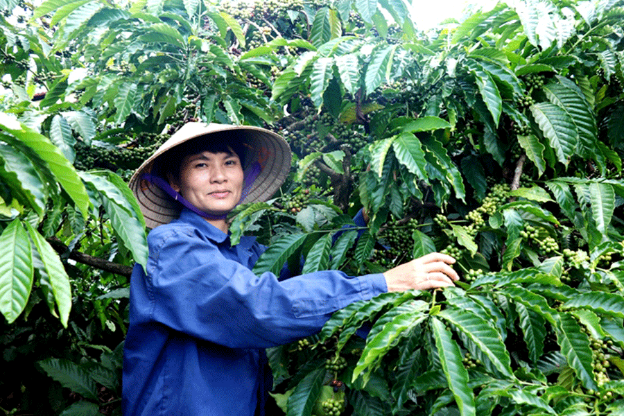 Chị Hoàn bên vườn cà phê của gia đình. Ảnh: N.H