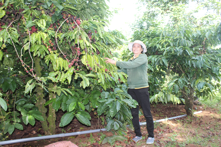 Nhờ tham gia mô hình sản xuất cà phê bền vững, vườn cà phê nhà chị Phất năm nay cho năng suất 4,5 tấn nhân/ha. Ảnh: N.D
