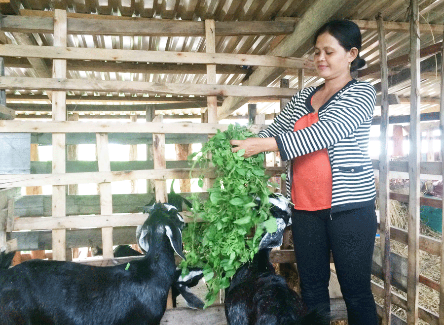 Gia đình chị Siu H’Muen thoát nghèo nhờ nguồn vốn hỗ trợ của Ngân hàng Chính sách Xã hội. Ảnh: N.L Gia đình chị Siu H’Muen thoát nghèo nhờ nguồn vốn hỗ trợ của Ngân hàng Chính sách Xã hội. Ảnh: N.L