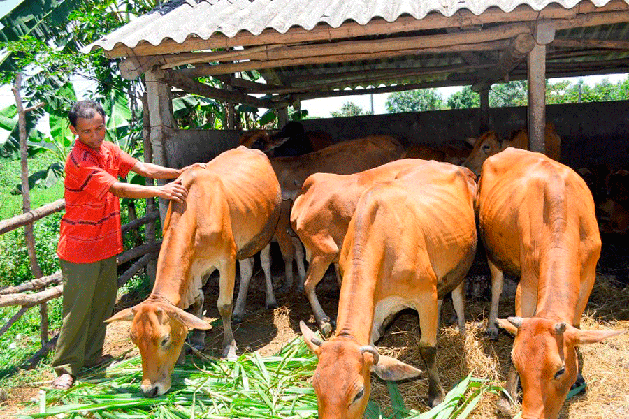 Nhờ “ngân hàng bò” mà nhiều gia đình ở làng Hway đã có điều kiện vươn lên thoát nghèo (ảnh minh họa). Nhờ “ngân hàng bò” mà nhiều gia đình ở làng Hway đã có điều kiện vươn lên thoát nghèo (ảnh minh họa).