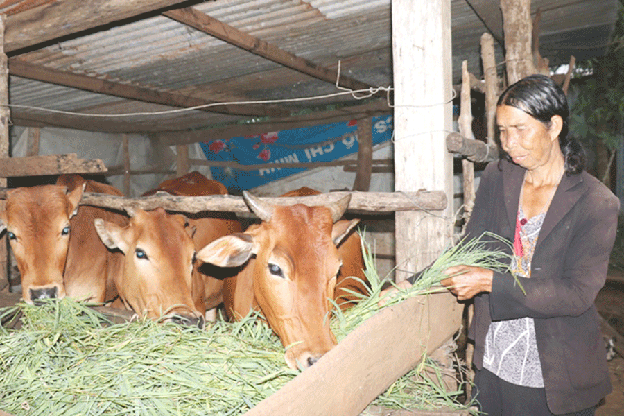 Nhờ được hỗ trợ bò giống, gia đình bà H’Nghẽnh đã thoát nghèo bền vững. Ảnh: H.T Nhờ được hỗ trợ bò giống, gia đình bà H’Nghẽnh đã thoát nghèo bền vững. Ảnh: H.T