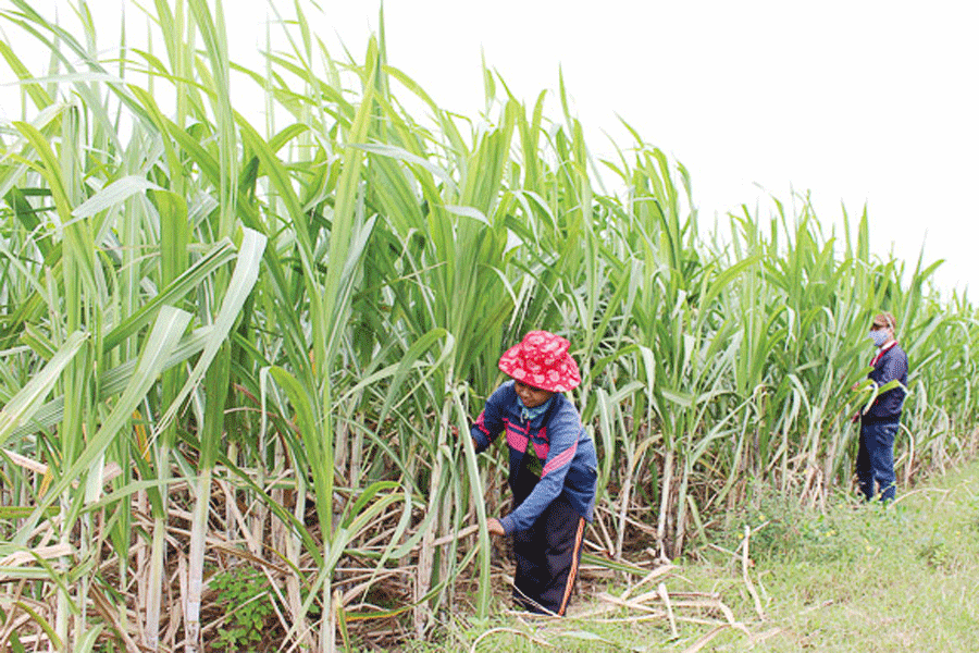 Huyện Đak Pơ tích cực vận động đồng bào dân tộc thiểu số trên địa bàn tham gia mở rộng cánh đồng mía mẫu lớn (ảnh minh họa). Huyện Đak Pơ tích cực vận động đồng bào dân tộc thiểu số trên địa bàn tham gia mở rộng cánh đồng mía mẫu lớn (ảnh minh họa).
