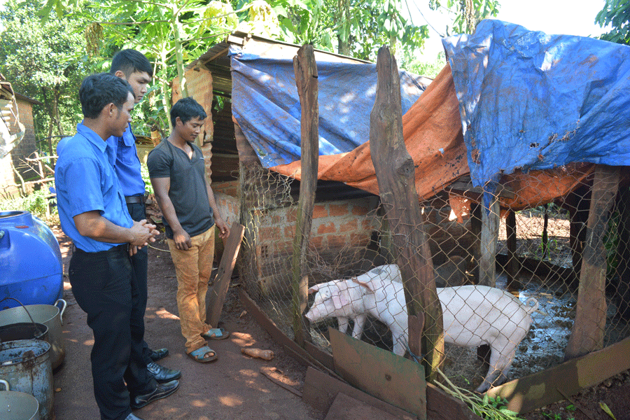 Mô hình chăn nuôi heo của đoàn viên Kpuih Soa. Ảnh: A.H Mô hình chăn nuôi heo của đoàn viên Kpuih Soa. Ảnh: A.H