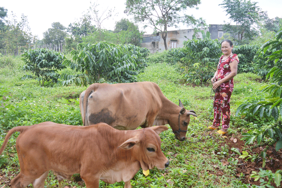 Được vay vốn từ mô hình, bà Phan Thị Thơ đã mua bò giống về nuôi. Ảnh: A.H
