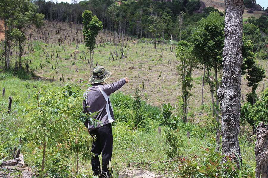 Thu hồi đất rừng bị lấn chiếm để trồng rừng là chủ trương đúng đắn. Ảnh: N.D Thu hồi đất rừng bị lấn chiếm để trồng rừng là chủ trương đúng đắn. Ảnh: N.D