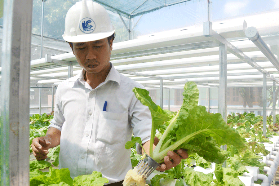 Anh Nguyễn Hoàng Việt kiểm tra lứa cải bẹ dún sắp tới ngày thu hoạch. Ảnh: L.H