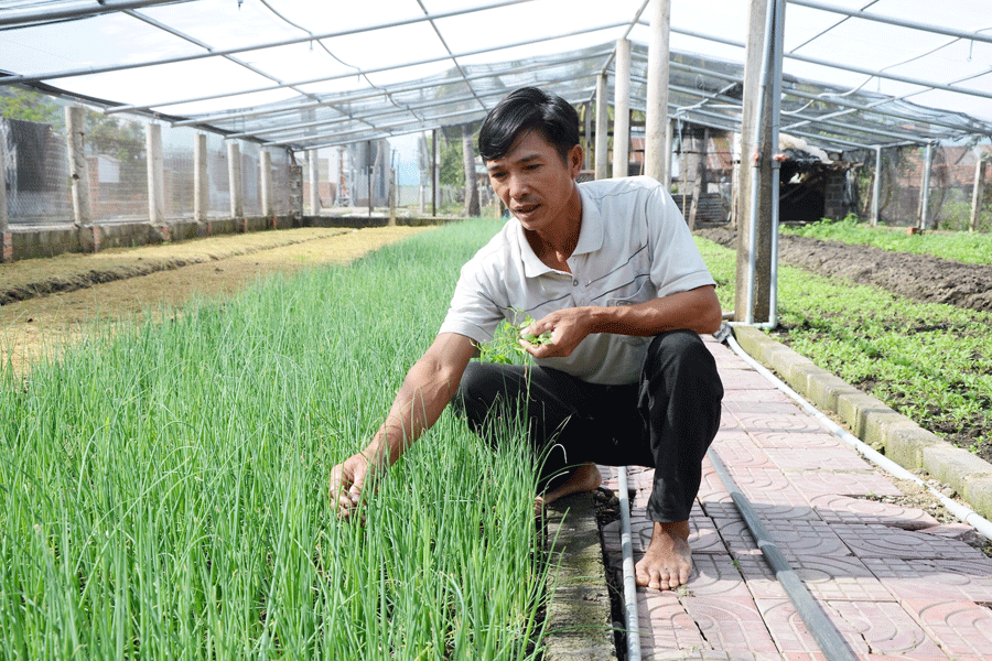 Ông Hoàng Văn Thủy trồng 1.000 m2 rau xanh trong nhà lưới cho thu nhập cao. Ảnh: Đ.P Ông Hoàng Văn Thủy trồng 1.000 m2 rau xanh trong nhà lưới cho thu nhập cao. Ảnh: Đ.P