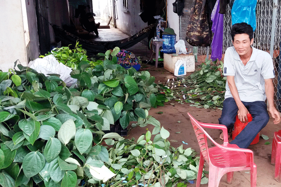Một điểm bán tiêu giống dọc quốc lộ 14. Ảnh: N.T Một điểm bán tiêu giống dọc quốc lộ 14. Ảnh: N.T
