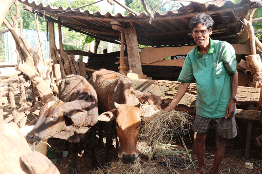 Nhờ được hỗ trợ bò làm vốn chăn nuôi mà gia đình ông Hlih đã thoát nghèo. Ảnh: H.T Nhờ được hỗ trợ bò làm vốn chăn nuôi mà gia đình ông Hlih đã thoát nghèo. Ảnh: H.T