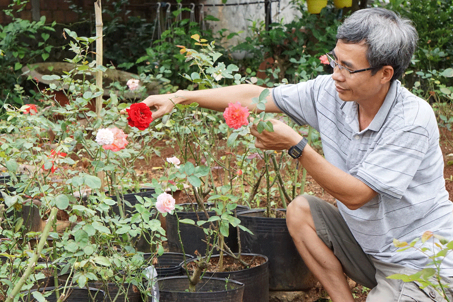 Ông Khuê bên cây hồng cổ Hải Phòng. Ảnh: H.D Ông Khuê bên cây hồng cổ Hải Phòng. Ảnh: H.D