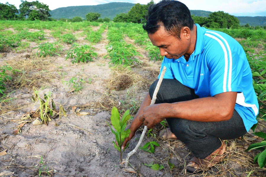 Người dân xã Ia Rtô đua nhau trồng hàng chục ha điều không rõ nguồn gốc, chất lượng cây giống. Ảnh: Đ.P