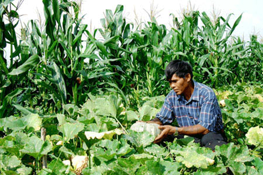 Mô hình xen canh của nông dân xã Ia Hrú (huyện Chư Pưh). Ảnh: Đức Thụy