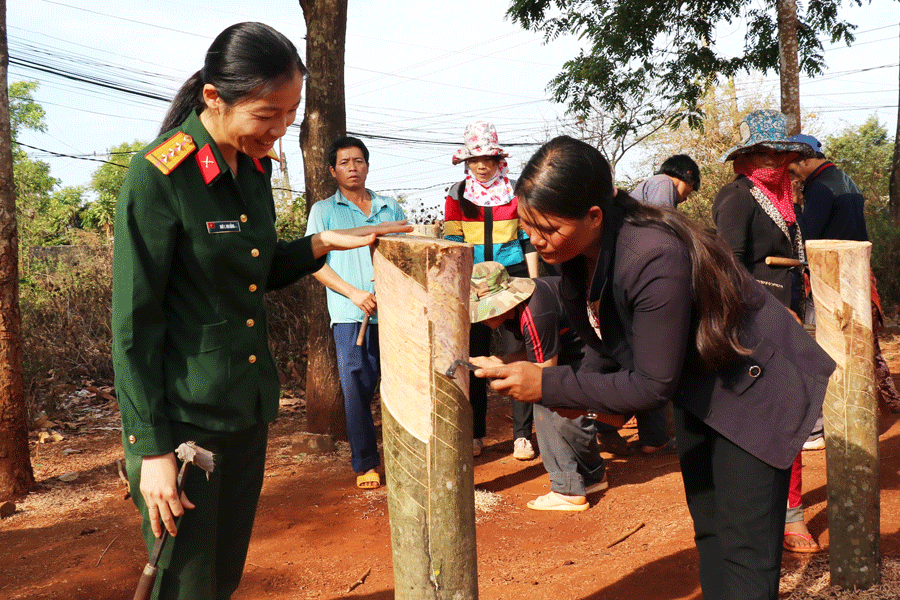 Hướng dẫn thực hành kỹ thuật cạo mủ cao su. Ảnh: N.D Hướng dẫn thực hành kỹ thuật cạo mủ cao su. Ảnh: N.D