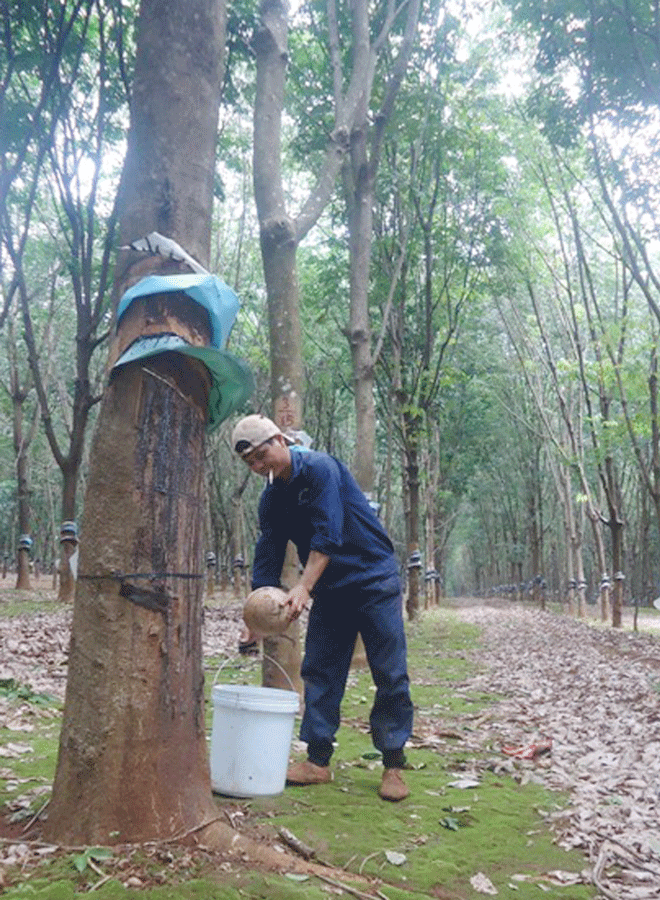 Công nhân khai thác mủ cao su. Ảnh: H.S Công nhân khai thác mủ cao su. Ảnh: H.S