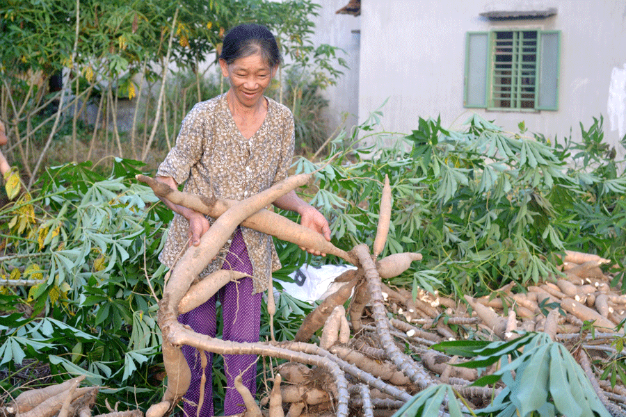 Nông dân thu hoạch mì. Ảnh: L.H Nông dân thu hoạch mì. Ảnh: L.H