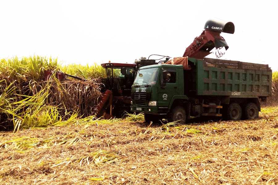 Thu hoạch mía bằng cơ giới. Ảnh: H.L