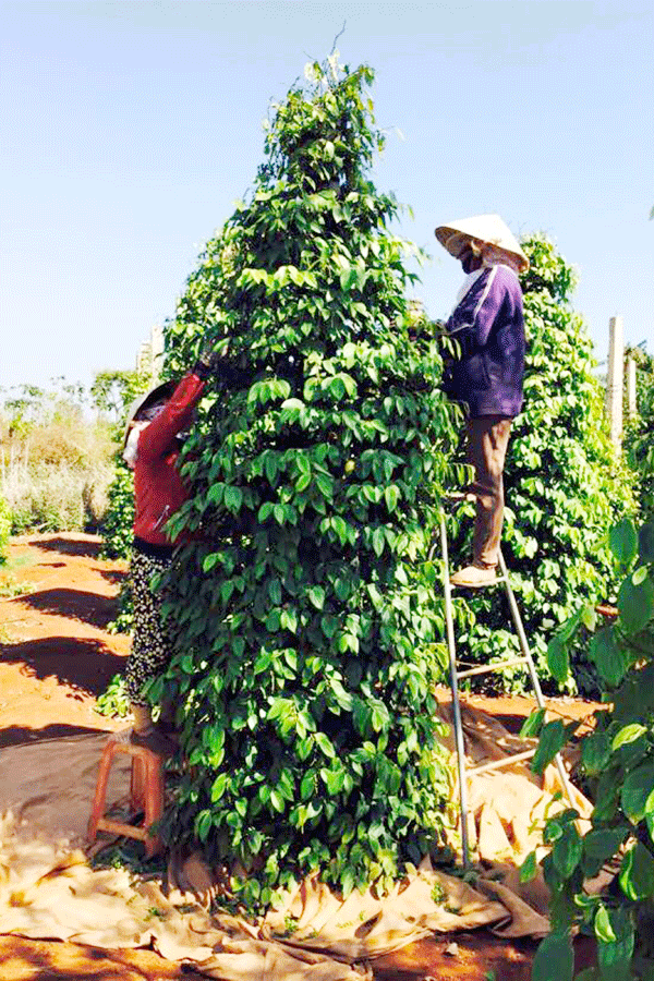 Nhiều nông dân rất lo lắng bởi giá tiêu liên tục giảm. Ảnh: B.T