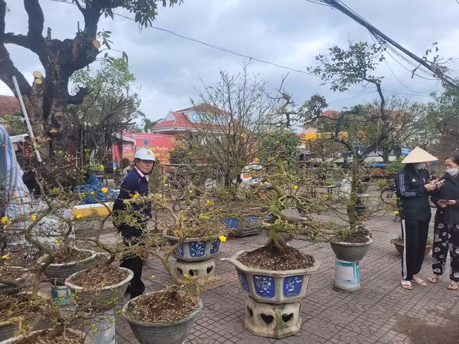 Hoa mai Phú Kim của Phù Cát vốn rất nổi tiếng nhưng đã bị chìm khuất nhiều năm và nay huyện Phù Cát đang lên kế hoạch phục hồi thương hiệu này. Trong ảnh: Lựa mua hoa mai xuân. Ảnh: N.H.S