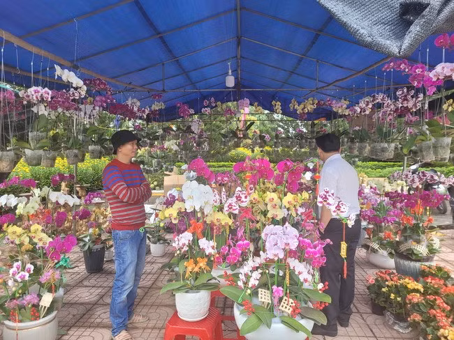 So với mọi năm chợ hoa Tết ở thị trấn Ngô Mây bày bán thêm nhiều loại hoa mới như hải đường, đào, cúc bách nhật, sim mua và đặc biệt đa dạng là phong lan. Ảnh: N.H.S