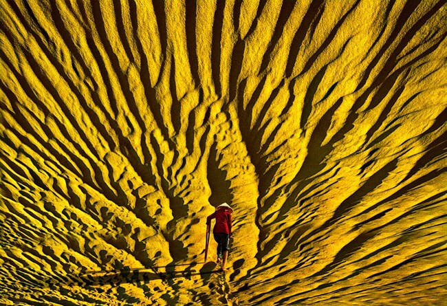 Hoa cát (ảnh chụp ở đồi cát Vĩnh Lợi, Phù Mỹ). Ảnh: ĐÀO TIẾN ĐẠT