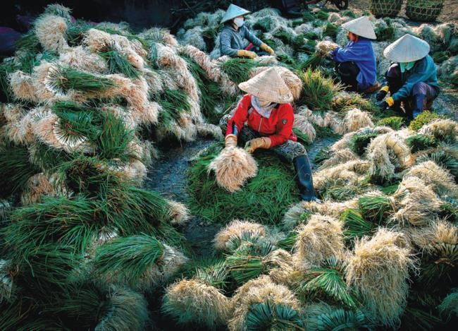 Kiệu Phù Mỹ. Ảnh: ĐÀO TIẾN ĐẠT