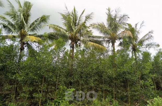 Nhiều diện tích dừa bị cây keo trồng xen kẽ “áp đảo” nên không thể ra trái. Nhiều diện tích dừa bị cây keo trồng xen kẽ “áp đảo” nên không thể ra trái.