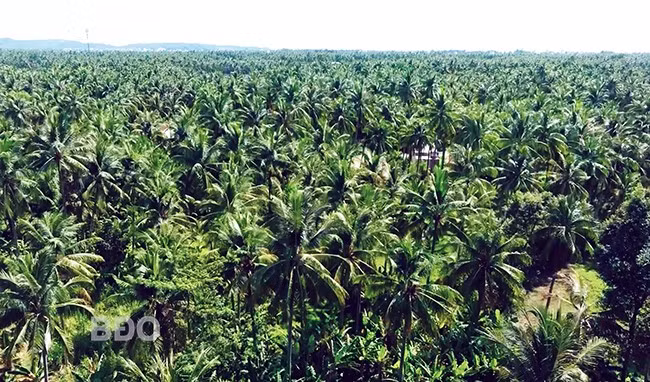 Những tán dừa trải từng tầng như những tấm mây xanh