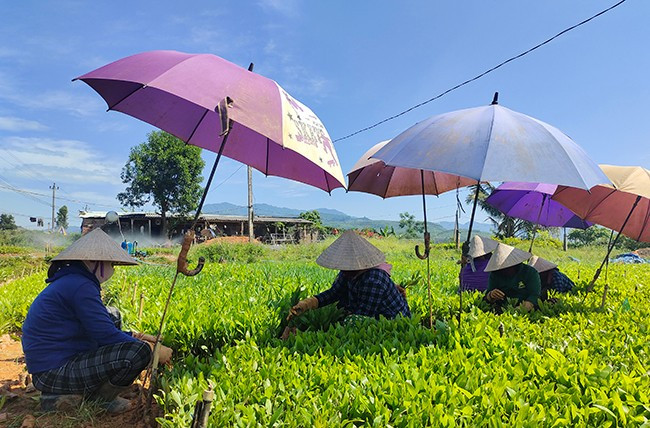 Nghề ươm keo giống góp phần giải quyết việc làm và đem lại nguồn thu nhập ổn định cho nhiều người dân An Lão. Ảnh: D.T.D