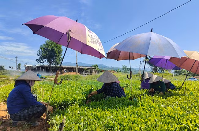 Nghề ươm keo giống góp phần giải quyết việc làm và đem lại nguồn thu nhập ổn định cho nhiều người dân An Lão. Ảnh: D.T.D
