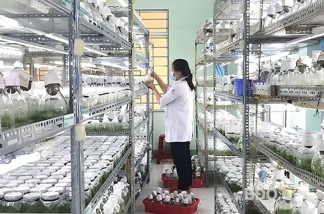 Nghiên cứu sản xuất giống cây lâm nghiệp cấy mô phục vụ hoạt động trồng rừng tại Công ty TNHH Lâm nghiệp Quy Nhơn. Ảnh: ĐVCC Nghiên cứu sản xuất giống cây lâm nghiệp cấy mô phục vụ hoạt động trồng rừng tại Công ty TNHH Lâm nghiệp Quy Nhơn. Ảnh: ĐVCC