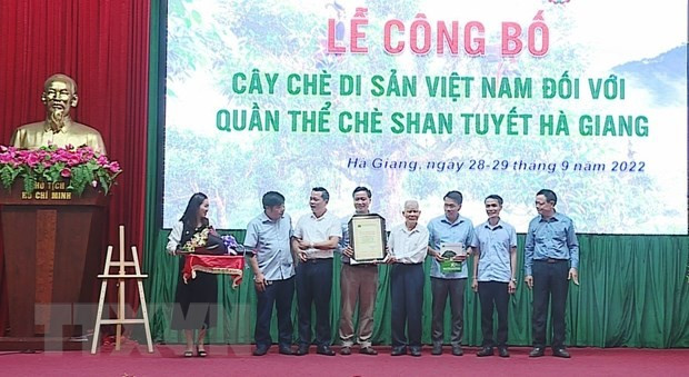 Hội Bảo vệ thiên nhiên và Môi trường Việt Nam công bố và trao quyết định công nhận 1.324 cây chè Shan tuyết của tỉnh Hà Giang là Cây Di sản Việt Nam. (Ảnh: Nam Thái/TTXVN) Hội Bảo vệ thiên nhiên và Môi trường Việt Nam công bố và trao quyết định công nhận 1.324 cây chè Shan tuyết của tỉnh Hà Giang là Cây Di sản Việt Nam. (Ảnh: Nam Thái/TTXVN)