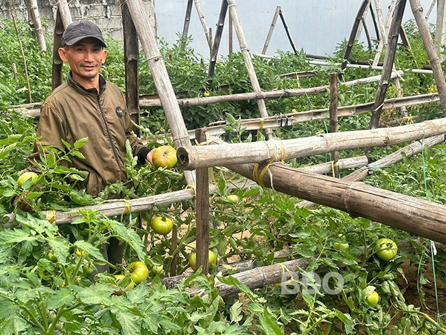 Ông Thâm thu hoạch cà chua. Ảnh: SƯƠNG HÙNG Ông Thâm thu hoạch cà chua. Ảnh: SƯƠNG HÙNG