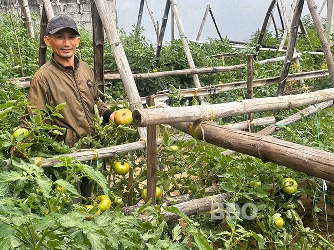 Ông Thâm thu hoạch cà chua. Ảnh: SƯƠNG HÙNG