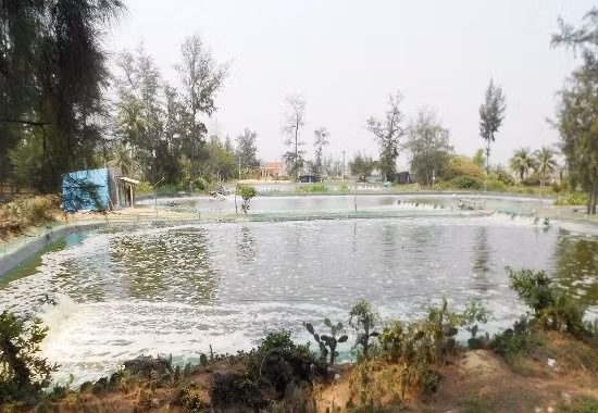 Đất vườn biến thành hồ nuôi tôm (ảnh chụp tại thôn Hưng Tân, xã Mỹ Thành, huyện Phù Mỹ). Đất vườn biến thành hồ nuôi tôm (ảnh chụp tại thôn Hưng Tân, xã Mỹ Thành, huyện Phù Mỹ).