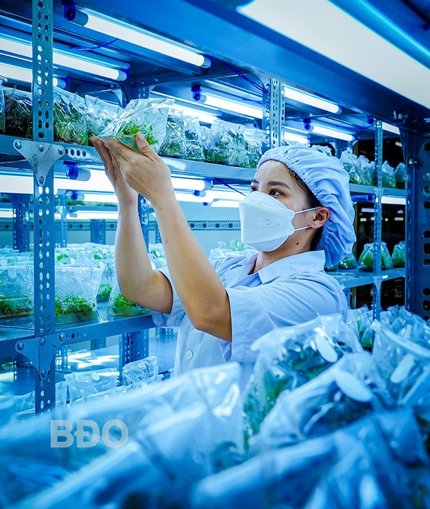 Nhân viên Trung tâm theo dõi, quan sát sự sinh trưởng phát triển của mô đã cấy. Nhân viên Trung tâm theo dõi, quan sát sự sinh trưởng phát triển của mô đã cấy.