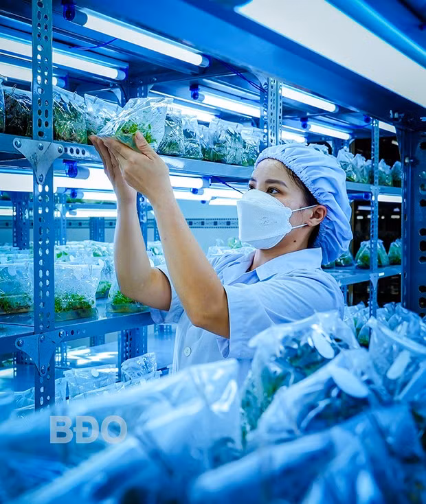 Nhân viên Trung tâm theo dõi, quan sát sự sinh trưởng phát triển của mô đã cấy.