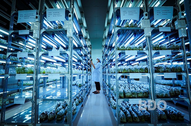 Nhà xưởng nuôi cấy mô được đầu tư hiện đại với diện tích lên đến 1.000 m², mỗi năm cung cấp ra thị trường khoảng 200 nghìn cây giống các loại. Nhà xưởng nuôi cấy mô được đầu tư hiện đại với diện tích lên đến 1.000 m², mỗi năm cung cấp ra thị trường khoảng 200 nghìn cây giống các loại.