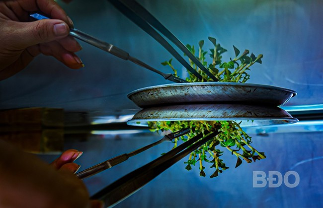 Nhân giống lan kim tuyến bằng phương pháp nuôi cấy mô. Nhân giống lan kim tuyến bằng phương pháp nuôi cấy mô.