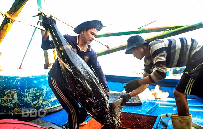 Sản lượng khai thác cá ngừ đại dương toàn tỉnh trong năm 2024 đạt 14.270 tấn. Ảnh: T.LỢI Sản lượng khai thác cá ngừ đại dương toàn tỉnh trong năm 2024 đạt 14.270 tấn. Ảnh: T.LỢI