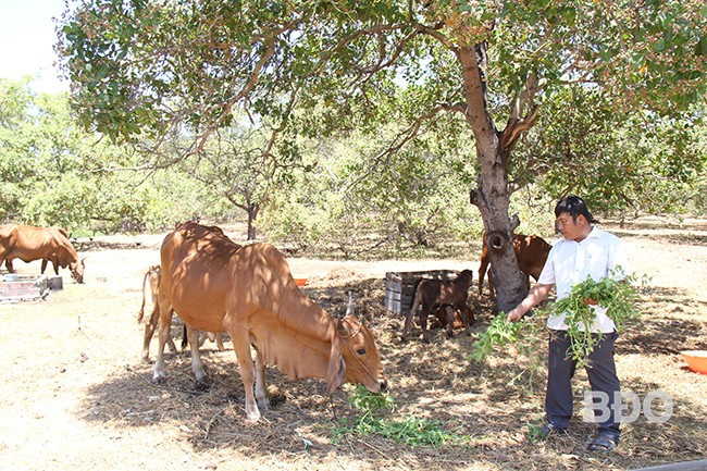 Tổng đàn bò trong tỉnh hiện hơn 307 nghìn con. Ảnh: T.LỢI Tổng đàn bò trong tỉnh hiện hơn 307 nghìn con. Ảnh: T.LỢI