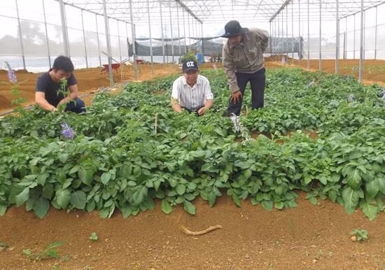 Cây đảng sâm sau 3 tháng trồng. Ảnh: Trần Minh Phúc Cây đảng sâm sau 3 tháng trồng. Ảnh: Trần Minh Phúc