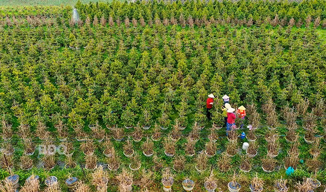 Việc phát triển nghề trồng mai vàng ở Bình Định đã đến lúc phải điều chỉnh, đặc biệt về diện tích, để cân bằng cung cầu. Ảnh: NGUYỄN DŨNG