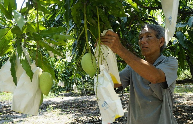 Vườn xoài trĩu quả của một hộ dân ở huyện Phù Cát đang chuẩn bị thu hoạch. Ảnh: DOÃN CÔNG