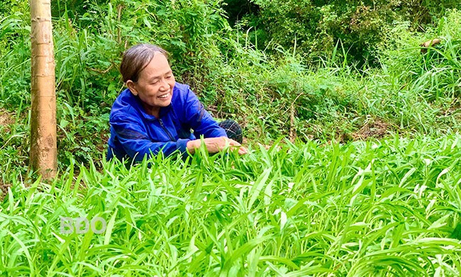 Bà Trần Thị Chánh trồng rau tại nhà để đảm bảo an toàn. Ảnh: T.K