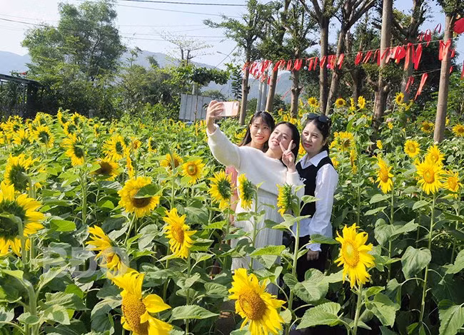 Du khách check-in tại vườn hoa Quỳnh Xanh. Ảnh: NGỌC NHUẬN