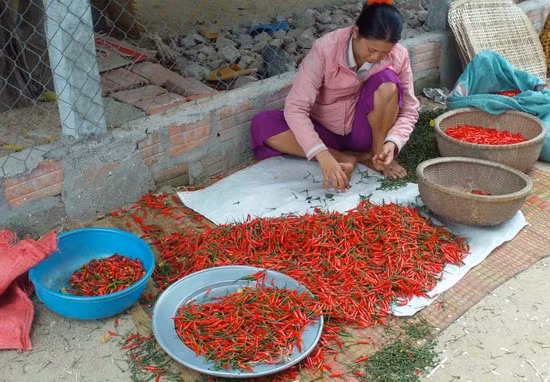 Người dân ở xã Cát Minh lặt cuống ớt để kiếm thêm thu nhập.